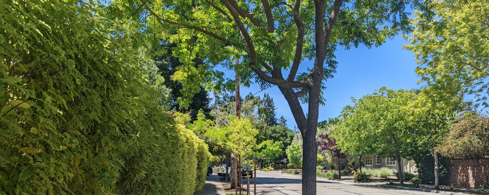 tree-lined Palo Alto street