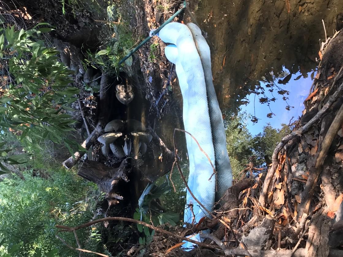 The creek features natural obstructions, like tree branches and stumps, to water flow.