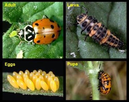 Life Stages of the beneficial Lady Beetle - Eggs, Pupa, Larva and Adult