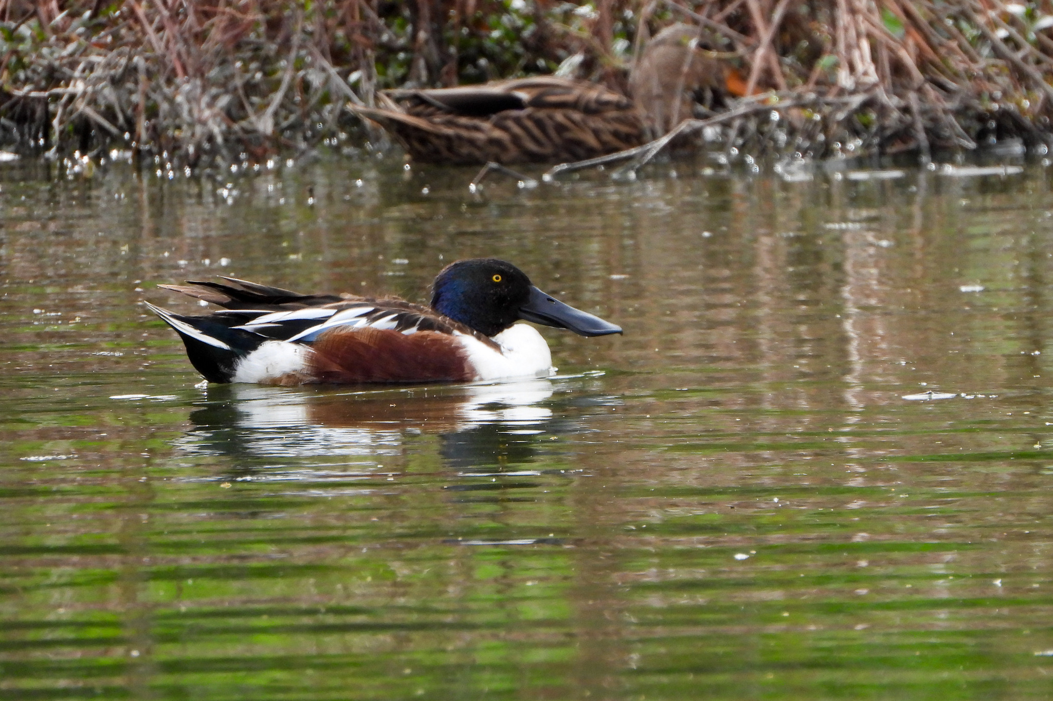 Northern-Shoveler.jpg