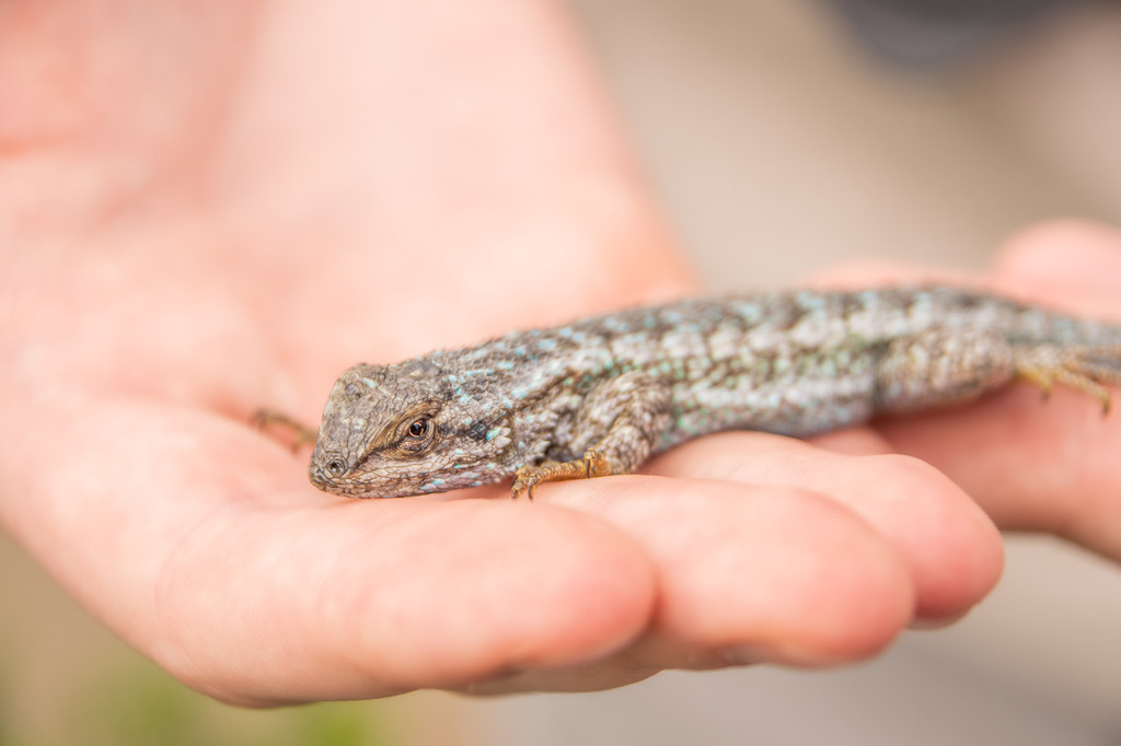 Western-Fence-Lizard-2.jpg