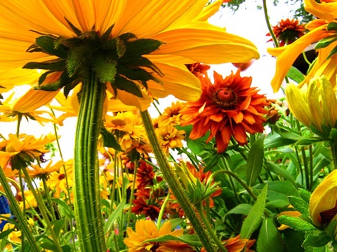 Flowers in garden