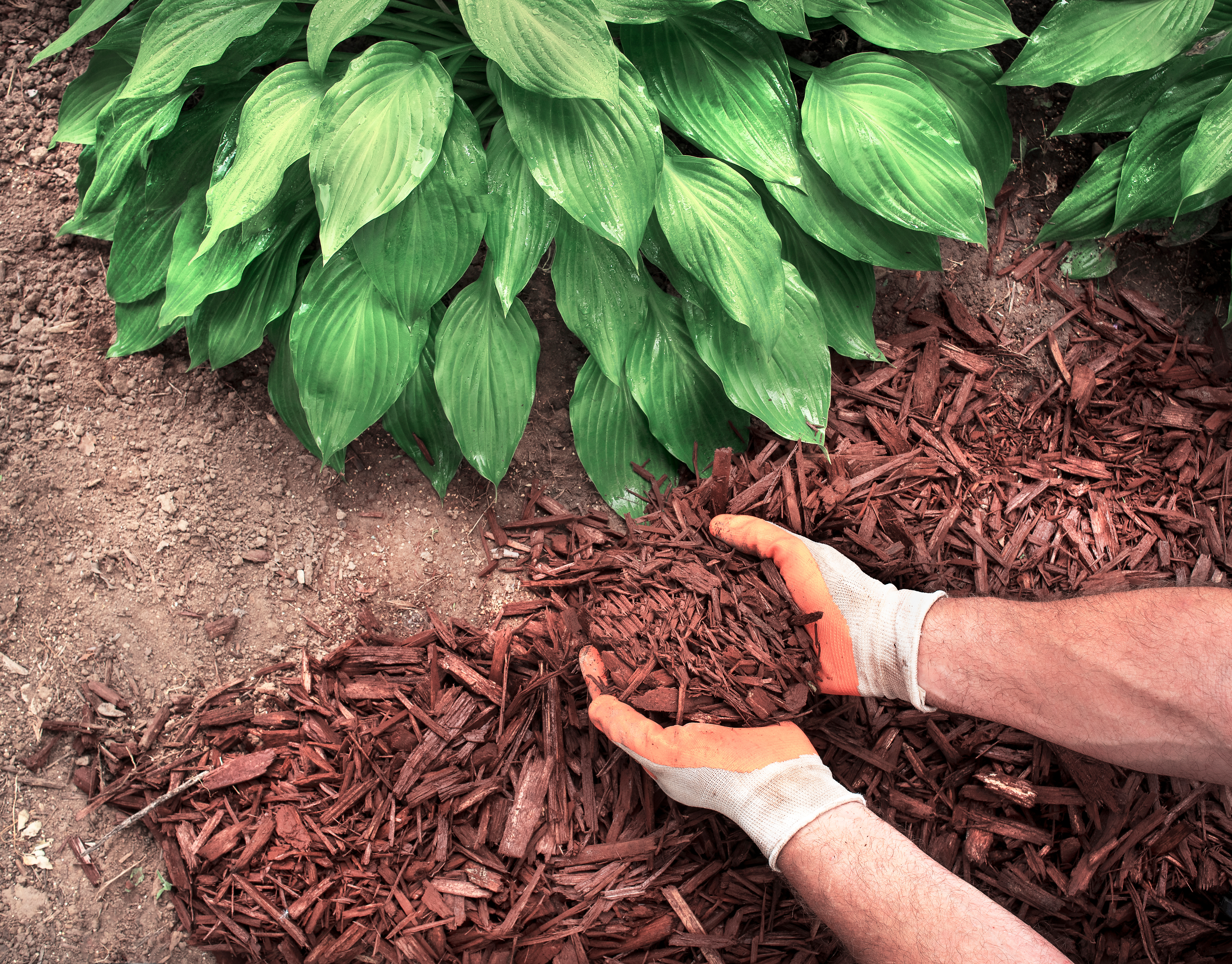 Apply mulch in your landscape