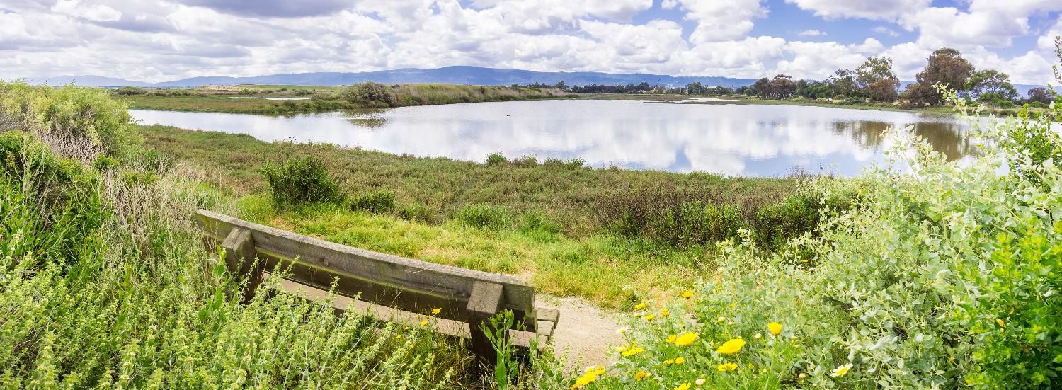 A Baylands pond surrounded by green grass and shrubs with a bench in the foreground for sitting and observing nature and the view