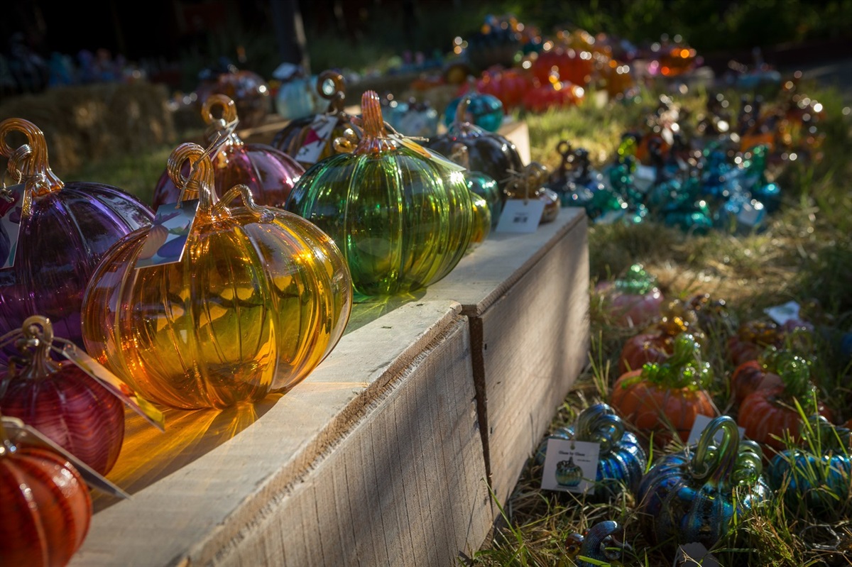 The Great Glass Pumpkin Patch at the Palo Alto Art Center City of